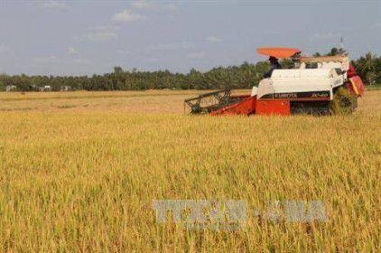 Năm 2021, cổ phiếu ngành lúa gạo có tăng trưởng như kỳ vọng?