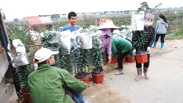 [Ảnh] Vắng người mua, giá hoa Tết tại huyện Mê Linh giảm gần 50%