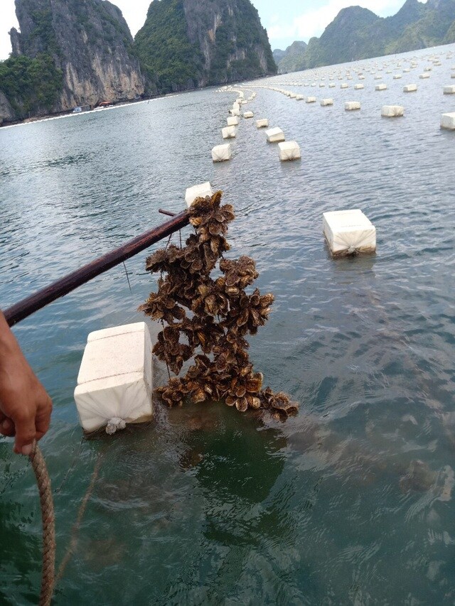 "Ế" 520 tấn cá song, 6.000 tấn hàu tại vựa hải sản Vân Đồn