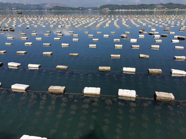 "Ế" 520 tấn cá song, 6.000 tấn hàu tại vựa hải sản Vân Đồn