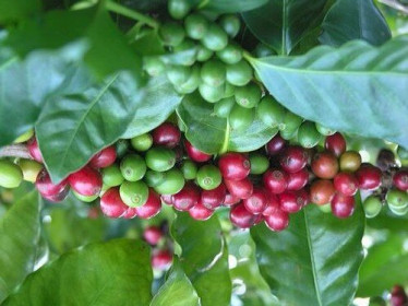 Giá cà phê hôm nay 5/2: Robusta ở mức cao nhất 2 tuần qua, trong nước vượt mốc 32 triệu đồng/tấn
