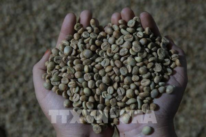 Giá cà phê robusta tại London giao tháng 3/2021 đạt mức 1.345 USD/tấn