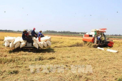 Thị trường gạo châu Á: Giá chào bán gạo 5% tấm của Việt Nam ở mức 500-505 USD/tấn