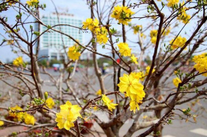 Tp. Hồ Chí Minh khuyến khích người dân tăng mua hoa Tết