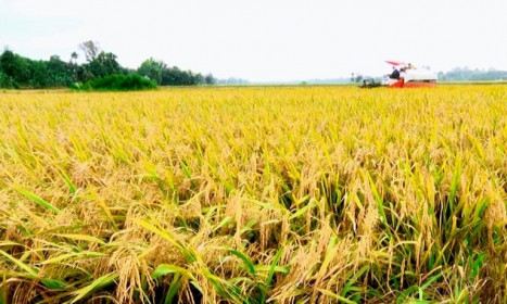 Giá lúa gạo hôm nay ngày 10/2: Thương lái ngưng mua nghỉ Tết, giá lúa gạo đi ngang