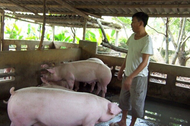 Nuôi lợn năm 2020: Người thu lời cả chục tỷ, kẻ trắng tay