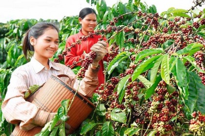 Giá cà phê hôm nay 16/2: Giảm 200 - 300 đồng/kg, nông dân đã bán quá nửa sản lượng vụ mới