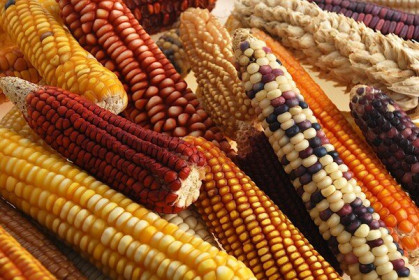 Mexico lên kế hoạch tự cung tự cấp về ngô vào năm 2024