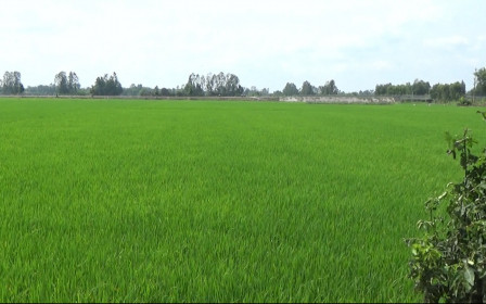 Bắc Ninh: "Đất lúa non" không sổ đỏ đắt không ngờ, giá đất nông nghiệp ở mức cao