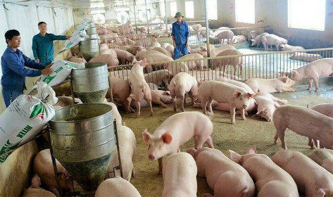 Giá lợn hơi hôm nay 1/3/2021: Giảm nhẹ, cao nhất đạt 78.000 đồng/kg