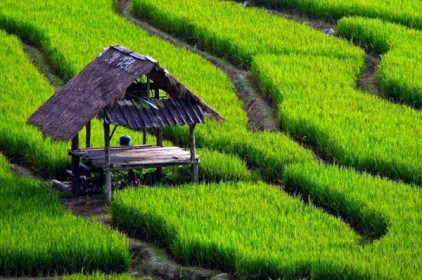 Indonesia phát triển du lịch nông nghiệp để gia tăng giá trị kinh tế