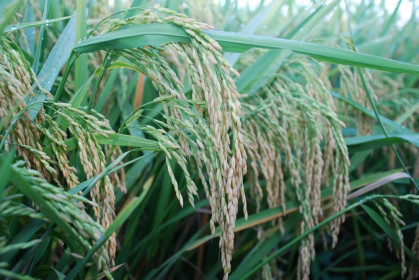 Giá lúa gạo hôm nay 11/3: Giá lúa gạo tiếp tục giảm sâu, thương lái bỏ cọc