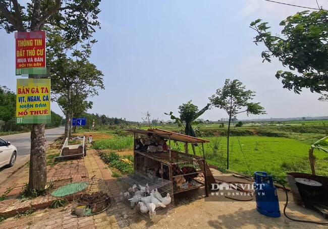 Giá đất vùng ven Hà Nội tăng dựng đứng: Quán bán gà, vịt thành trung tâm tư vấn đất đai