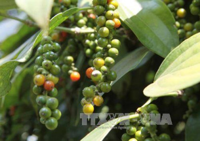 Thị trường nông sản tuần qua: Giá tiêu vượt mốc 70.000 đồng/kg