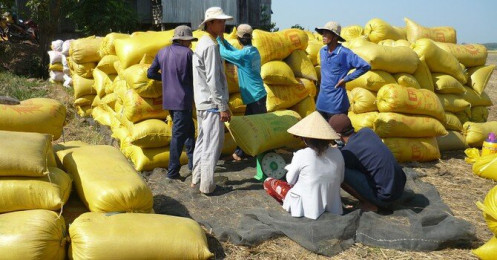 Bangladesh lên kế hoạch mua 50.000 tấn gạo từ Tổng công ty Lương thực Miền Nam