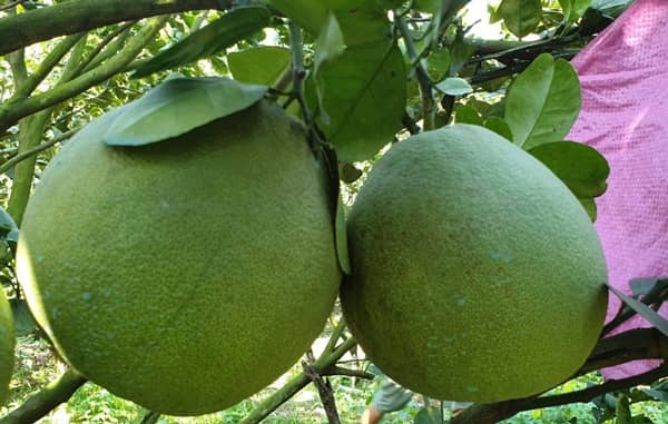 Bưởi da xanh giá thấp chưa từng có, người dân bán "chạy” để lấy vốn