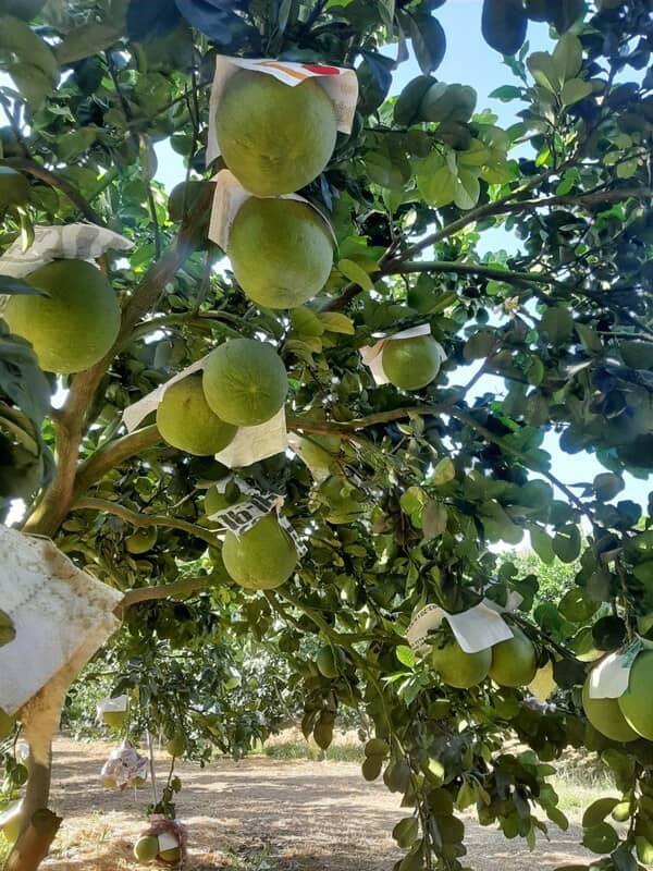 Bưởi da xanh giá thấp chưa từng có, người dân bán "chạy” để lấy vốn