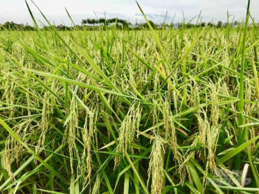 Giá lúa gạo hôm nay 17/3: Gạo xuất khẩu tăng 15 USD/tấn, lúa nội địa biến động trái chiều