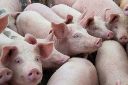 Giá lợn hơi hôm nay 20/3: Tiếp tục giảm rải rác tại các địa phương