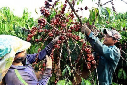 Cà phê nhường bước hồ tiêu