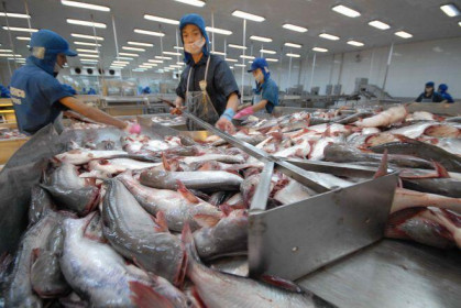 Trung Quốc rời 'ngôi vương' nhập khẩu cá tra Việt