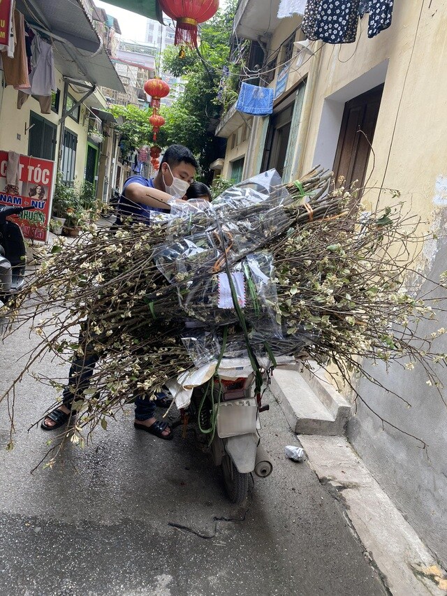 "Cơn sốt" hoa táo mèo: Tiểu thương ngày nhập 300 bó không đủ bán