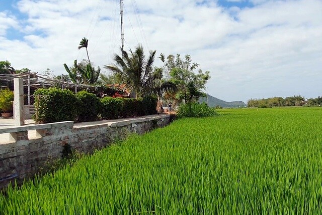 Phú Yên: Rộ tình trạng thu gom đất lúa ở vùng ven thành phố