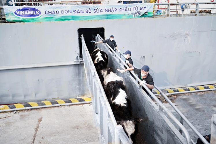 Hành trình của hơn 2.100 bò sữa "VIP" từ Mỹ về trang trại của Vinamilk tại Quảng Ngãi