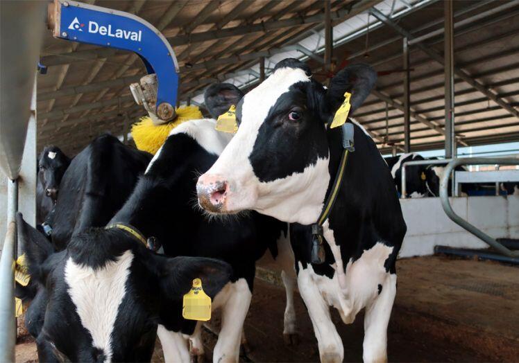 Hành trình của hơn 2.100 bò sữa "VIP" từ Mỹ về trang trại của Vinamilk tại Quảng Ngãi