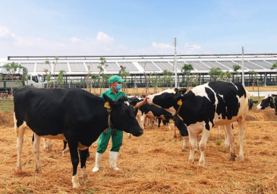 Vinamilk nhập khẩu hơn 2.100 bò sữa HF thuần chủng từ Mỹ