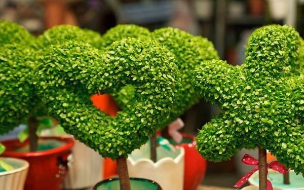 4 loại cây "nhà giàu" nào cũng thích trồng để mong tài lộc, may mắn