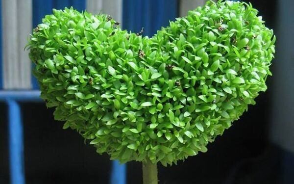 4 loại cây "nhà giàu" nào cũng thích trồng để mong tài lộc, may mắn