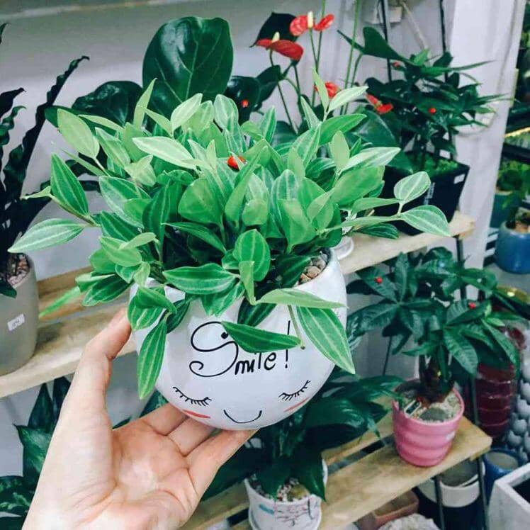 4 loại cây "nhà giàu" nào cũng thích trồng để mong tài lộc, may mắn