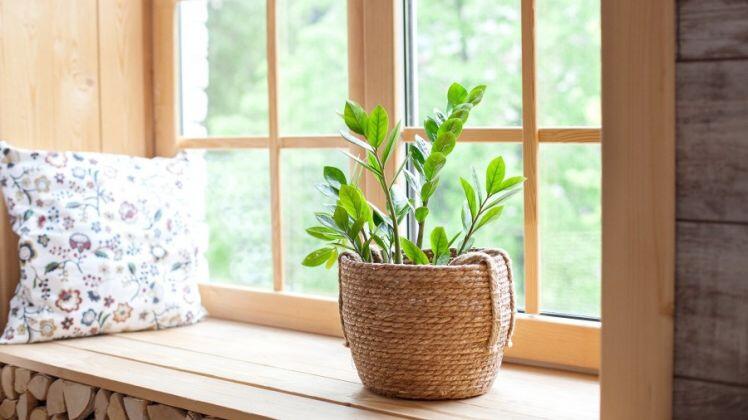 4 loại cây "nhà giàu" nào cũng thích trồng để mong tài lộc, may mắn