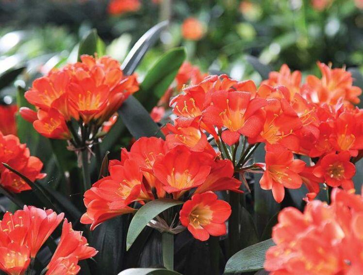 4 loại cây "nhà giàu" nào cũng thích trồng để mong tài lộc, may mắn