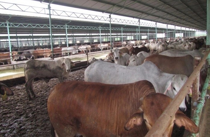 Sau lùm xùm, Công ty Bình Hà muốn hồi sinh dự án nuôi bò nghìn tỷ ở Hà Tĩnh