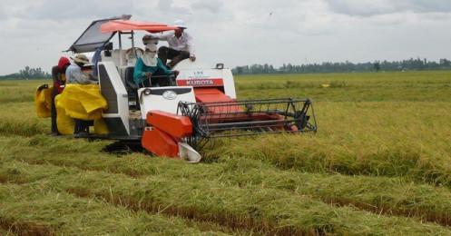 Nông dân trồng lúa thoát được “lời nguyền trúng mùa rớt giá”
