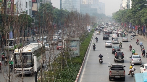 Hà Nội: Trồng thay thế hàng cây phong tại đường Nguyễn Chí Thanh - Trần Duy Hưng
