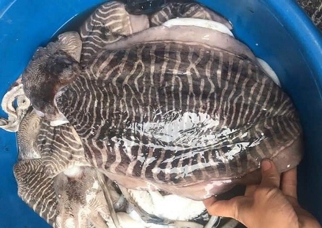 Thực hư loại nấm lạ đang gây sốt trên thị trường, dân buôn ngày bán cả tạ