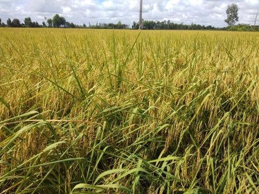 Giá lúa gạo hôm nay 9/4: Đồng loạt giảm cả nội địa lẫn xuất khẩu