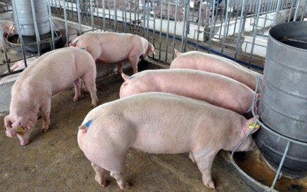 Giá lợn hơi hôm nay 11/4: Dao động trong khoảng 73.000 - 76.000 đồng/kg