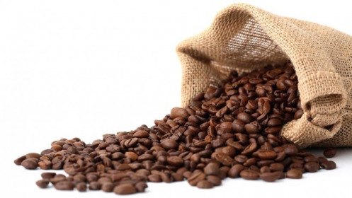 Giá cà phê hôm nay 11/4: Xuất khẩu cà phê Việt Nam giảm 34,5%; "Lợi ích kép" nâng cao chất lượng từ khâu thu hoạch tại Đắk Lắk