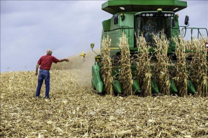 Thị trường nông sản Mỹ biến động trái chiều