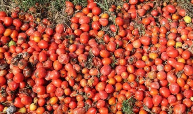 Rớt nước mắt nhìn cà chua rụng đỏ ruộng, không người mua