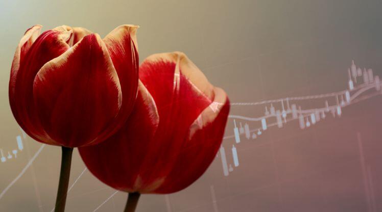 Sốt lan đột biến, giấc mộng 'ôm lan đổi đời' và lời cảnh báo 'bong bóng tulip' gần 400 năm trước