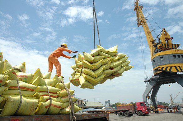 Giá gạo xuất khẩu của Việt Nam lao dốc