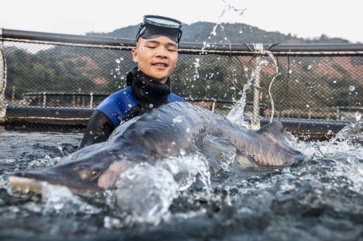 Cá tầm khổng lồ Beluga lần đầu xuất hiện tại Việt nam