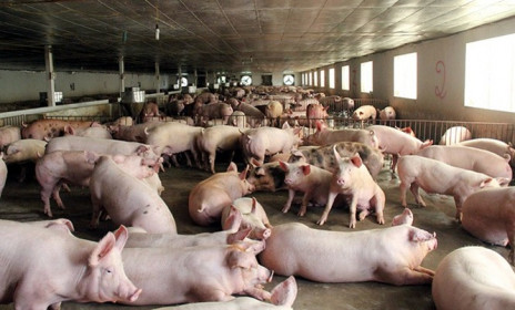 Giá lợn hơi hôm nay 24/4/2021: Cả 3 miền tiếp tục giảm 1.000 - 2.000 đồng/kg