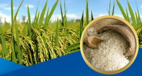 Giá lúa gạo hôm nay 25/4: Cuối tuần giá lúa gạo đi ngang