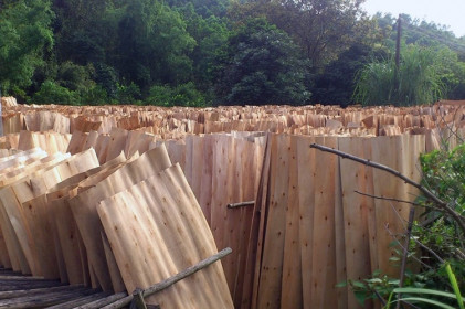 Cần siết chặt sản phẩm ván bóc từ gỗ rừng trồng xuất khẩu sang thị trường Trung Quốc